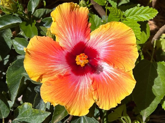 Orange & Yellow Hibiscus Bloom