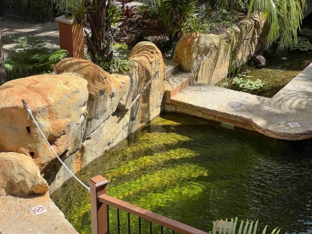 Pool steps
