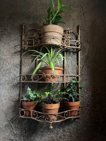 Studio shower living wall