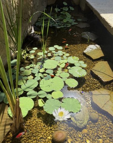 Water Garden