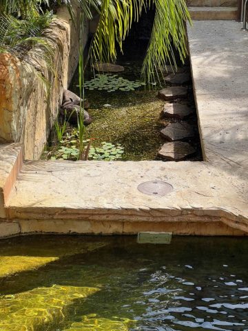 Water garden